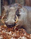 Wart Hog Royalty Free Stock Photo