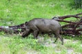 Wart hog with fallen tree Royalty Free Stock Photo