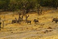 Wart Hog Family Royalty Free Stock Photo