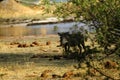 Wart Hog Family Royalty Free Stock Photo