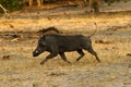 Wart Hog Royalty Free Stock Photo