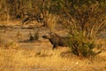 Wart Hog Royalty Free Stock Photo