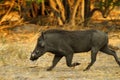 Wart Hog Royalty Free Stock Photo