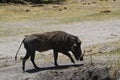 Wart Hog Royalty Free Stock Photo