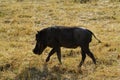 Wart Hog Royalty Free Stock Photo