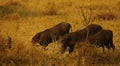 Female wart hogs and piglets feeding with the big male