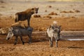 Wart hogs oxpeckers & hyena gathering Royalty Free Stock Photo