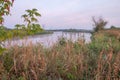 Tall grass on high bank of Warta river in early morning fog