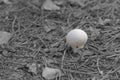 Devil`s snuff-box mushroom wild nature among the dry pine needle Royalty Free Stock Photo