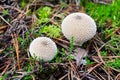 Warted puffball mushrooms on forest ground