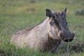 Warthog Royalty Free Stock Photo