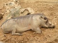 Warthog Royalty Free Stock Photo