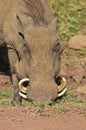 Warthog