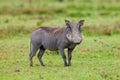 Warthog looking straight ahead