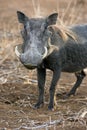 Warthog