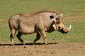 Warthog