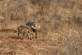 Warthog adult with baby in kruger park south africa Royalty Free Stock Photo