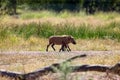 warthog in the african bush Royalty Free Stock Photo