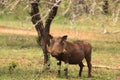 Wild male warthog in african wilderness bush safari 