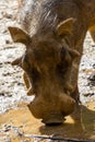 Warthog Royalty Free Stock Photo