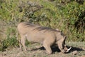 Warthogs in African bush Royalty Free Stock Photo