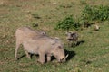 Warthogs in African bush Royalty Free Stock Photo