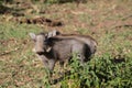 Warthog small animal in African bush Royalty Free Stock Photo