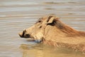 Warthog - African swimming lessons