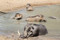 Warthog - African Wildlife - A Family Affair Royalty Free Stock Photo