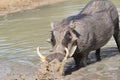 Warthog - African Wildlife - Mud Mover Royalty Free Stock Photo