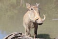 Warthog - African Wildlife - Potrait of Curly Tusks