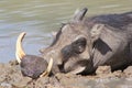 Warthog - African Wildlife - Potrait of a sleeping Boar Royalty Free Stock Photo