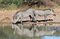 Warthog - African Wildlife - Reflection of Life