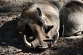 Warthog at animal reserve Royalty Free Stock Photo