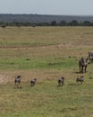 Warthog Babies on the Run