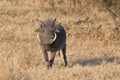Warthog with big teeth walking among short grass Royalty Free Stock Photo