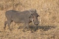 Warthog with big teeth walking among short grass Royalty Free Stock Photo