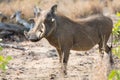 Warthog with big teeth walking among short grass Royalty Free Stock Photo