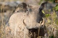 Warthog with big teeth walking among short grass Royalty Free Stock Photo