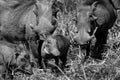 Warthog (black and white)