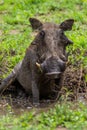 Warthog boar relaxing in the mud at a water hole in the Kruger Park Royalty Free Stock Photo