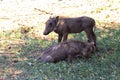 Warthog brothers