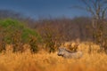 Warthog, brown wild animal. Close-up detail of animal in nature habitat. Wildlife nature on African Safari,  Okavango, Botswana Royalty Free Stock Photo