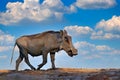 Warthog, brown wild pig with tusk. Close-up detail of animal in nature habitat. Wildlife nature on African Safari,  Mana Pools NP Royalty Free Stock Photo