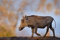 Warthog, brown wild pig with tusk. Close-up detail of animal in nature habitat. Wildlife nature on African Safari,  Mana Pools NP Royalty Free Stock Photo