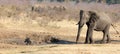 Warthog chased away by an african elephant, waterhole Royalty Free Stock Photo