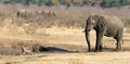 Warthog chased away by an african elephant, waterhole