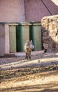 warthog in the city searching trough the garbage bins