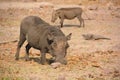 Warthog