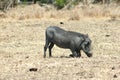 Warthog